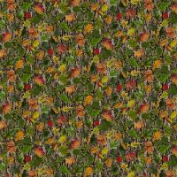 ttNATURE-CD4644 FALL